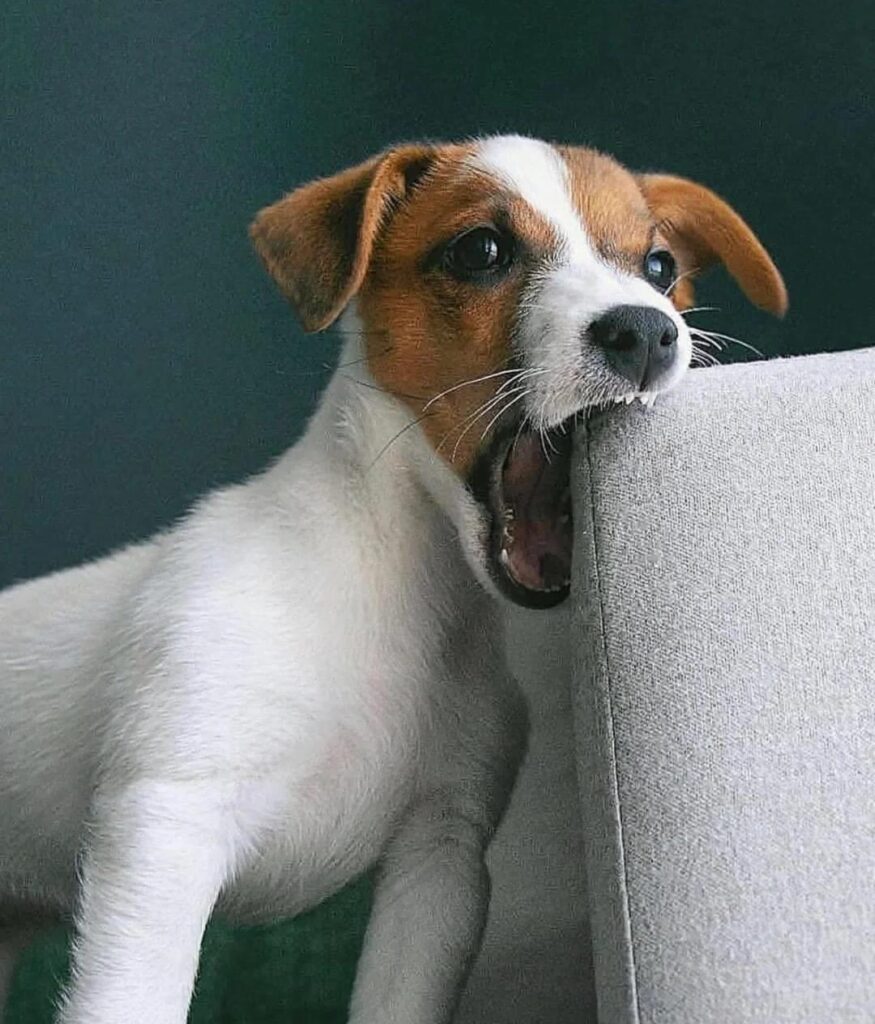 29ce84aab580cafe50ec59a5238b6f04-875x1024 Jack Russell Al 100%: Guía Completa para los Amantes de los Terriers Más Valientes