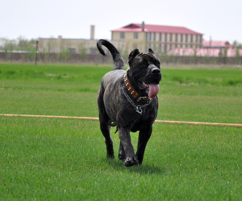 7eaab255f96275258409a0e737db9dbe Descubre por qué el Perro Canario está conquistando el mundo entero