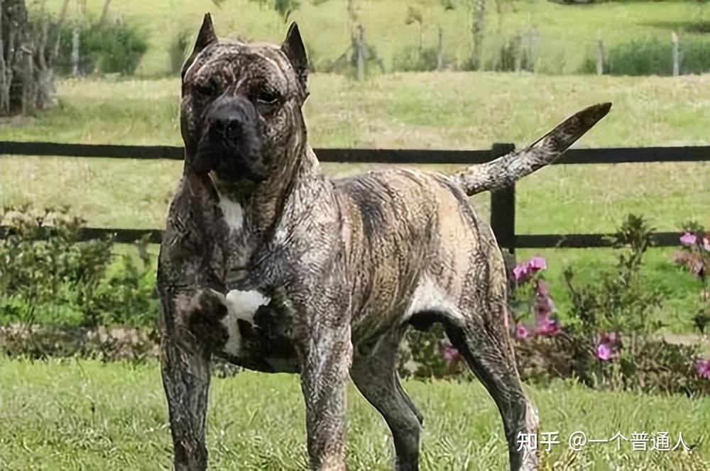 869eae79f6bb0e1ce0ca64d2411f39b7 Descubre por qué el Perro Canario está conquistando el mundo entero