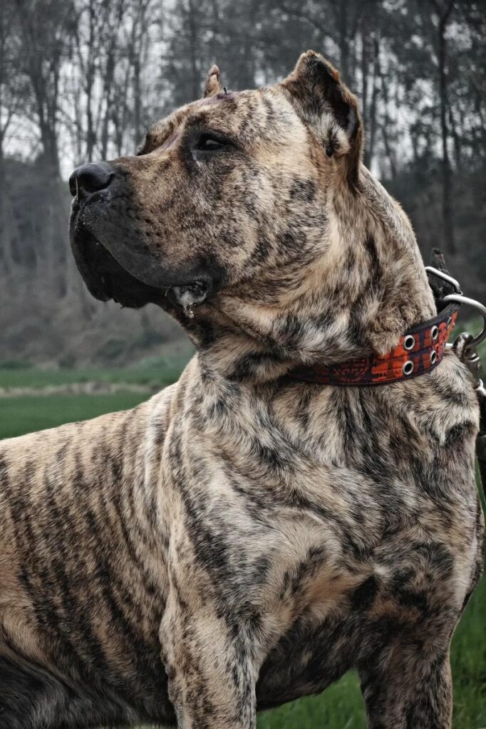 a609c369c28e28b591aa4b7a8607b675-682x1024 Descubre por qué el Perro Canario está conquistando el mundo entero