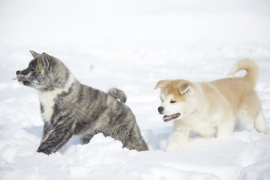 akita-inu-2-1024x683 ¿Es el Akita Inu Un Perro Para Ti? Ventajas Y Desafíos De Tener Uno