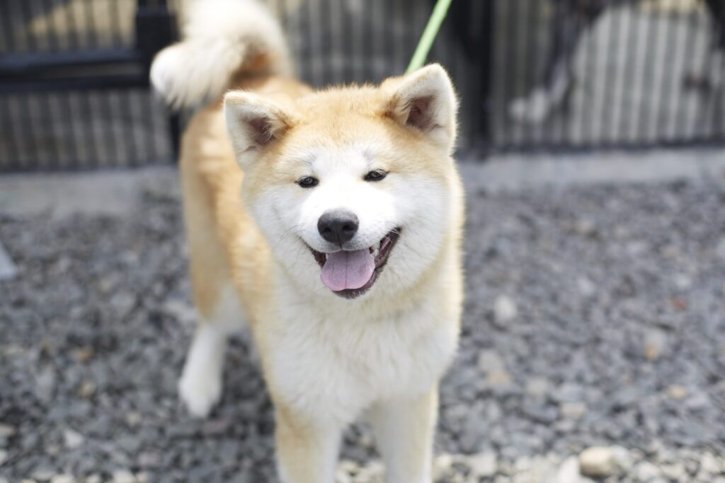akita-inu-3-1024x683 ¿Es el Akita Inu Un Perro Para Ti? Ventajas Y Desafíos De Tener Uno