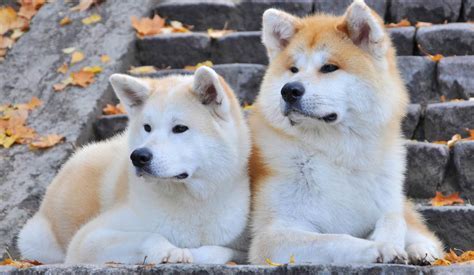 akita-inu ¿Es el Akita Inu Un Perro Para Ti? Ventajas Y Desafíos De Tener Uno