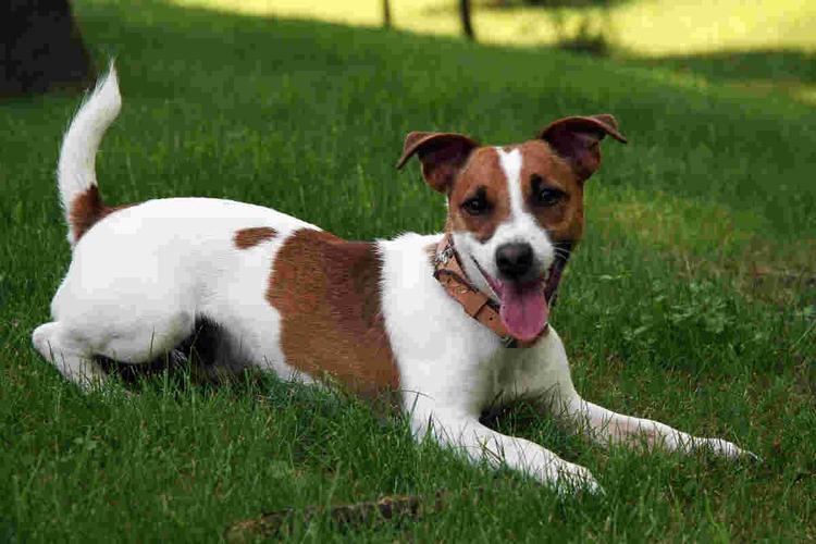 de282e3b976d39feb842eba0b7383bf0 Jack Russell Al 100%: Guía Completa para los Amantes de los Terriers Más Valientes