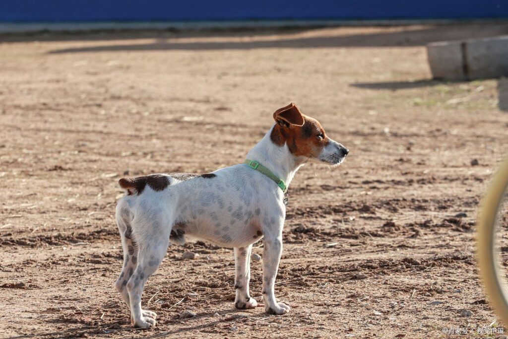 jack-russell-1024x683 Jack Russell Al 100%: Guía Completa para los Amantes de los Terriers Más Valientes